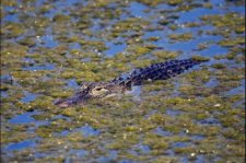 Jhonny Vegas regresó a la Palestra con E12 en el Honda Classic