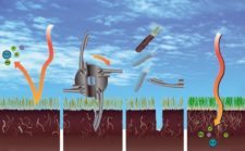 ¿Porqué y para qué aireamos el campo de golf? (cortesía www.arteyjardineria.com)