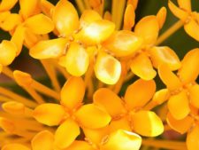 Premio y Honores para Ortiz en victoria del Web.com Panamá CLARO