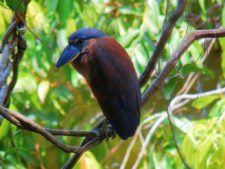 Premio y Honores para Ortiz en victoria del Web.com Panamá CLARO