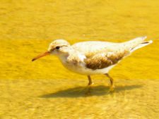 Premio y Honores para Ortiz en victoria del Web.com Panamá CLARO