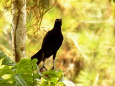 Premio y Honores para Ortiz en victoria del Web.com Panamá CLARO