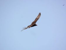 Premio y Honores para Ortiz en victoria del Web.com Panamá CLARO