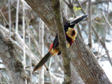 Premio y Honores para Ortiz en victoria del Web.com Panamá CLARO