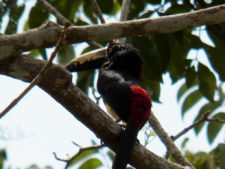 Premio y Honores para Ortiz en victoria del Web.com Panamá CLARO