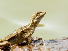 Premio y Honores para Ortiz en victoria del Web.com Panamá CLARO