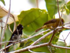 Premio y Honores para Ortiz en victoria del Web.com Panamá CLARO