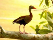 Premio y Honores para Ortiz en victoria del Web.com Panamá CLARO