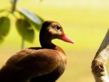 Premio y Honores para Ortiz en victoria del Web.com Panamá CLARO