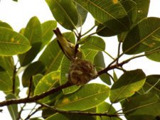 Premio y Honores para Ortiz en victoria del Web.com Panamá CLARO