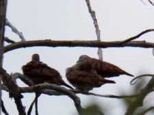 Premio y Honores para Ortiz en victoria del Web.com Panamá CLARO