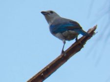 Premio y Honores para Ortiz en victoria del Web.com Panamá CLARO