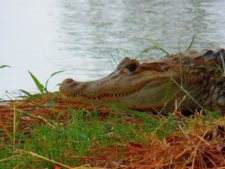 Premio y Honores para Ortiz en victoria del Web.com Panamá CLARO