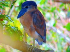 Price se separa por uno en el Web.com Panamá Claro