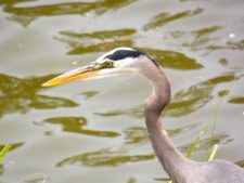 Price se separa por uno en el Web.com Panamá Claro