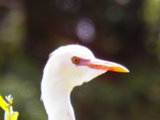 Price se separa por uno en el Web.com Panamá Claro