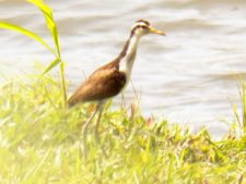 Price se separa por uno en el Web.com Panamá Claro