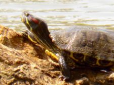 Price se separa por uno en el Web.com Panamá Claro