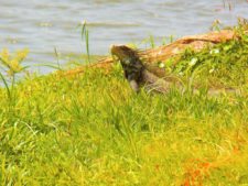 Price se separa por uno en el Web.com Panamá Claro