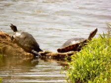 Price se separa por uno en el Web.com Panamá Claro