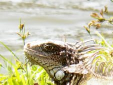 Price se separa por uno en el Web.com Panamá Claro