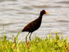 Price se separa por uno en el Web.com Panamá Claro