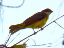 Price se separa por uno en el Web.com Panamá Claro