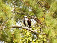 Price se separa por uno en el Web.com Panamá Claro