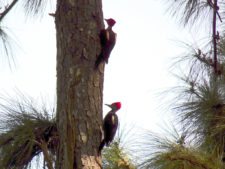 Price se separa por uno en el Web.com Panamá Claro