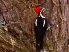 Price se separa por uno en el Web.com Panamá Claro