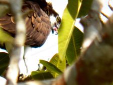 Price se separa por uno en el Web.com Panamá Claro