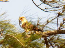 Price se separa por uno en el Web.com Panamá Claro