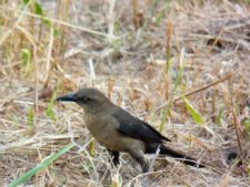 Price se separa por uno en el Web.com Panamá Claro