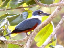 Price se separa por uno en el Web.com Panamá Claro