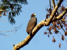 Continúa empate Torneo Amateur en Izcaragua