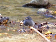 Continúa empate Torneo Amateur en Izcaragua