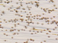 Continúa empate Torneo Amateur en Izcaragua