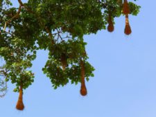 Continúa empate Torneo Amateur en Izcaragua