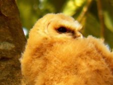 Continúa empate Torneo Amateur en Izcaragua