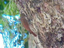 Continúa empate Torneo Amateur en Izcaragua