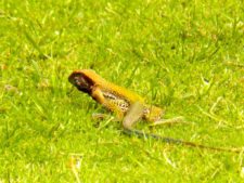 Continúa empate Torneo Amateur en Izcaragua