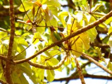 Continúa empate Torneo Amateur en Izcaragua