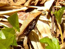 Continúa empate Torneo Amateur en Izcaragua