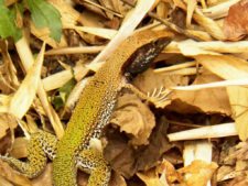 Continúa empate Torneo Amateur en Izcaragua