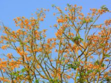 Continúa empate Torneo Amateur en Izcaragua