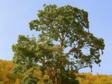 Continúa empate Torneo Amateur en Izcaragua