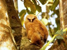 Continúa empate Torneo Amateur en Izcaragua