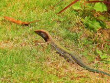 Continúa empate Torneo Amateur en Izcaragua