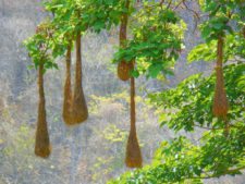 Continúa empate Torneo Amateur en Izcaragua