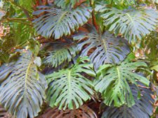 Triple empate Campeonato Amateur Capital